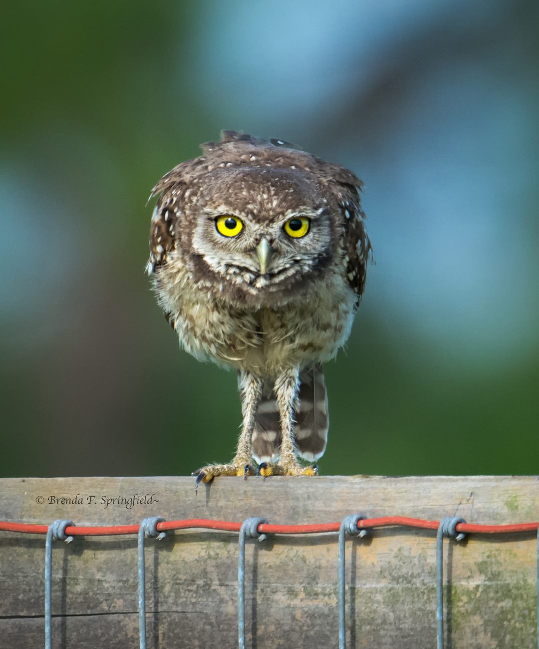 From Hunting Prey to Nurturing Young, the Dazzling Bird Photography of A Retired Florida Art Teacher