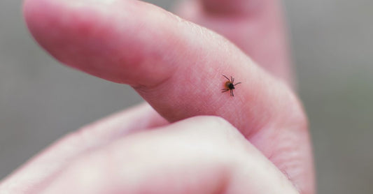 tiny brown tick on a finger